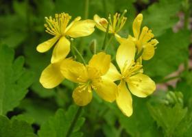 pros and cons of using celandine warts